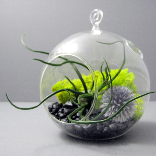 �ǹ�Ǵ��� Terrarium �š���������硷��١�����ǹ