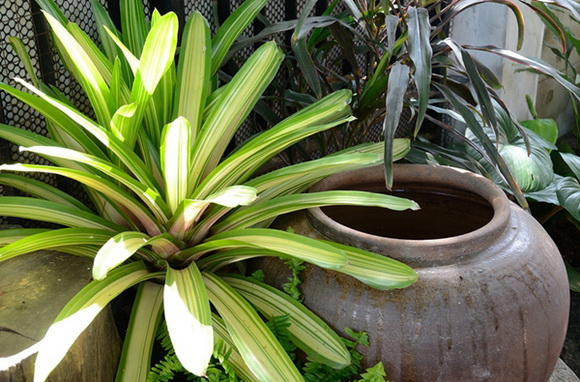 ����¹��鹷��á � ������� ������Ժ��Ὺ�� �