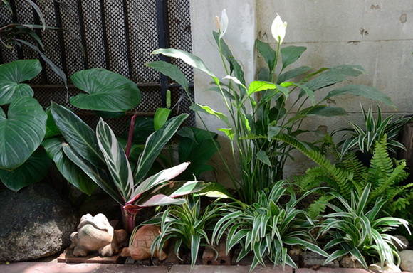 ����¹��鹷��á � ������� ������Ժ��Ὺ�� �