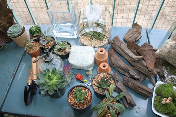 teraarium �ǹ�Ǵ���