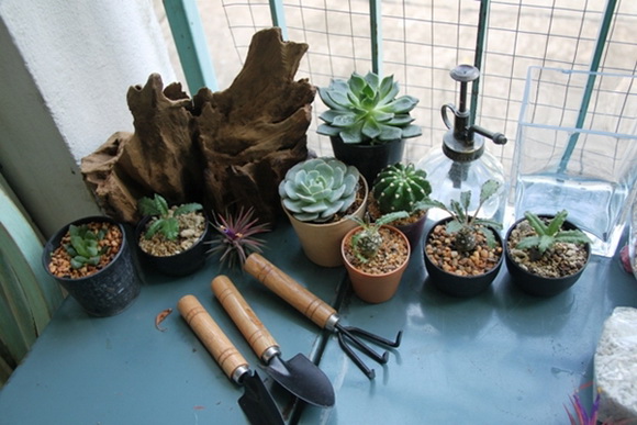 teraarium �ǹ�Ǵ���