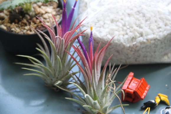 teraarium �ǹ�Ǵ���