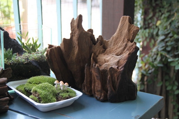 teraarium �ǹ�Ǵ���