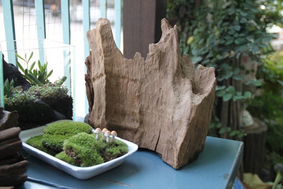 teraarium �ǹ�Ǵ���