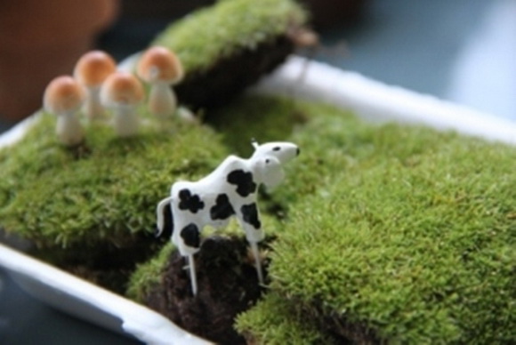 teraarium �ǹ�Ǵ���