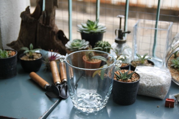 teraarium �ǹ�Ǵ���