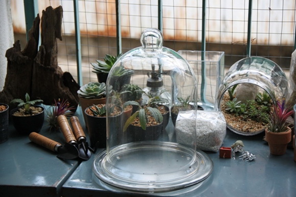 teraarium �ǹ�Ǵ���