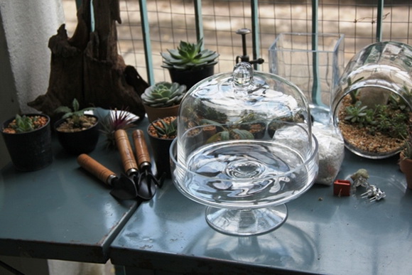 teraarium �ǹ�Ǵ���