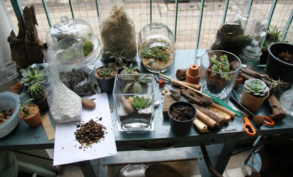 teraarium �ǹ�Ǵ���