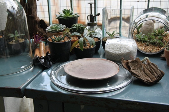 teraarium �ǹ�Ǵ���