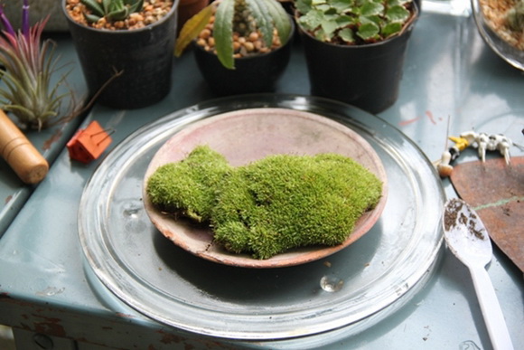 teraarium �ǹ�Ǵ���