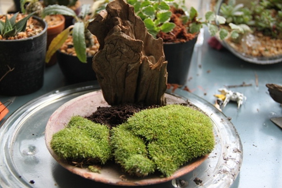 teraarium �ǹ�Ǵ���