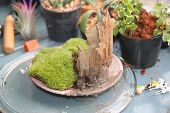 teraarium �ǹ�Ǵ���