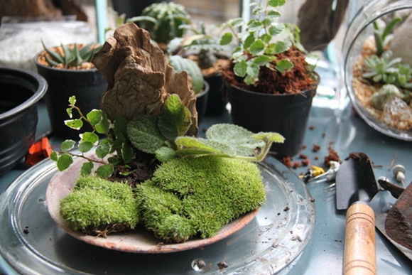 teraarium �ǹ�Ǵ���