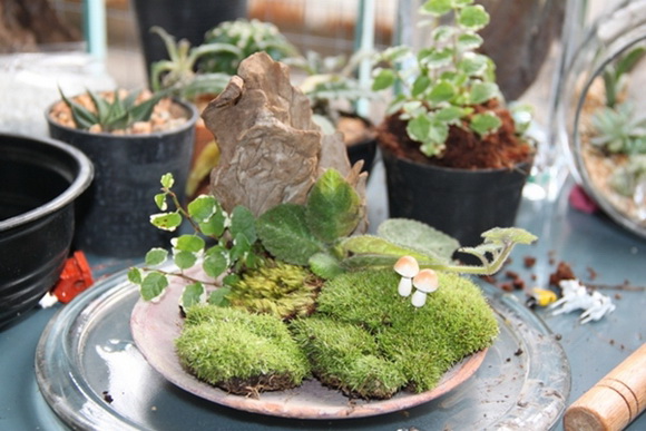 teraarium สวนขวดแก้ว teraarium สวนขวดแก้ว