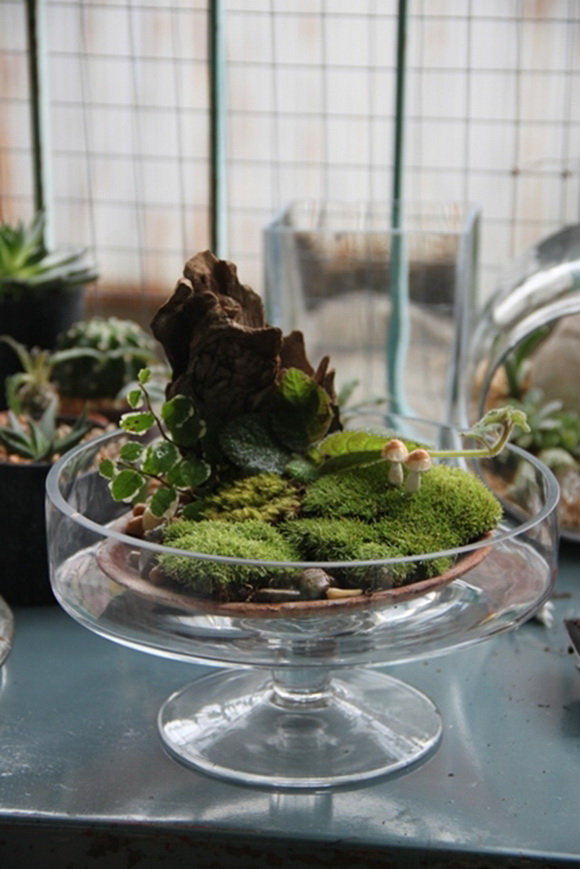 teraarium �ǹ�Ǵ���