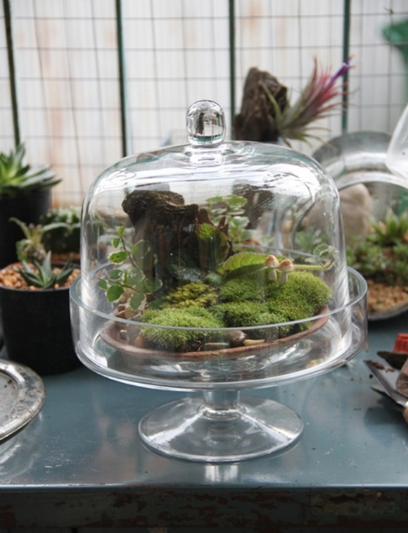 teraarium �ǹ�Ǵ���