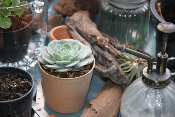 teraarium �ǹ�Ǵ���