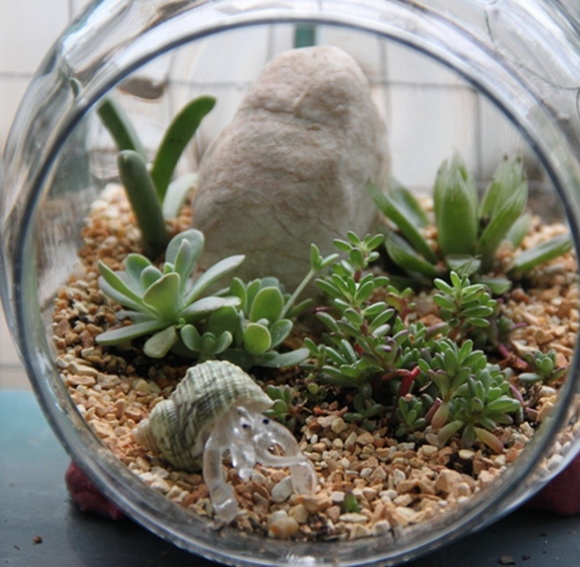 teraarium ǹǴ