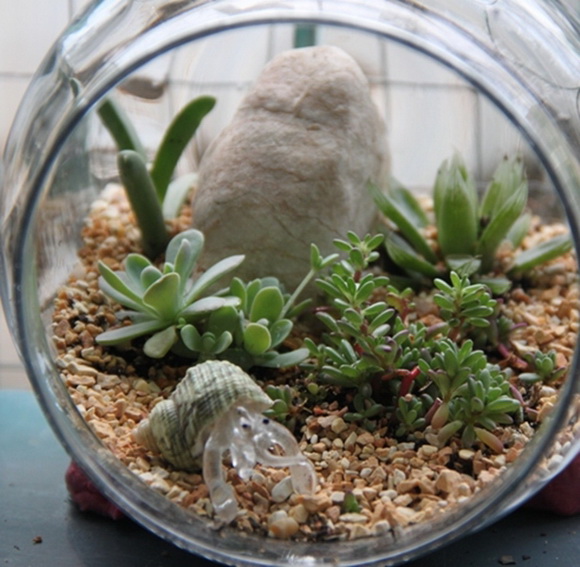 teraarium �ǹ�Ǵ���