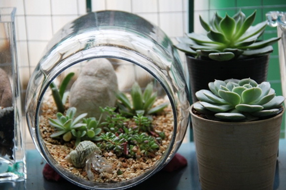 teraarium �ǹ�Ǵ���