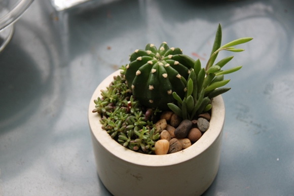 teraarium �ǹ�Ǵ���