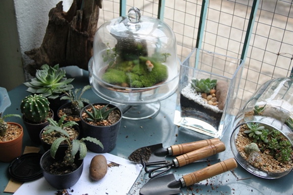 teraarium �ǹ�Ǵ���