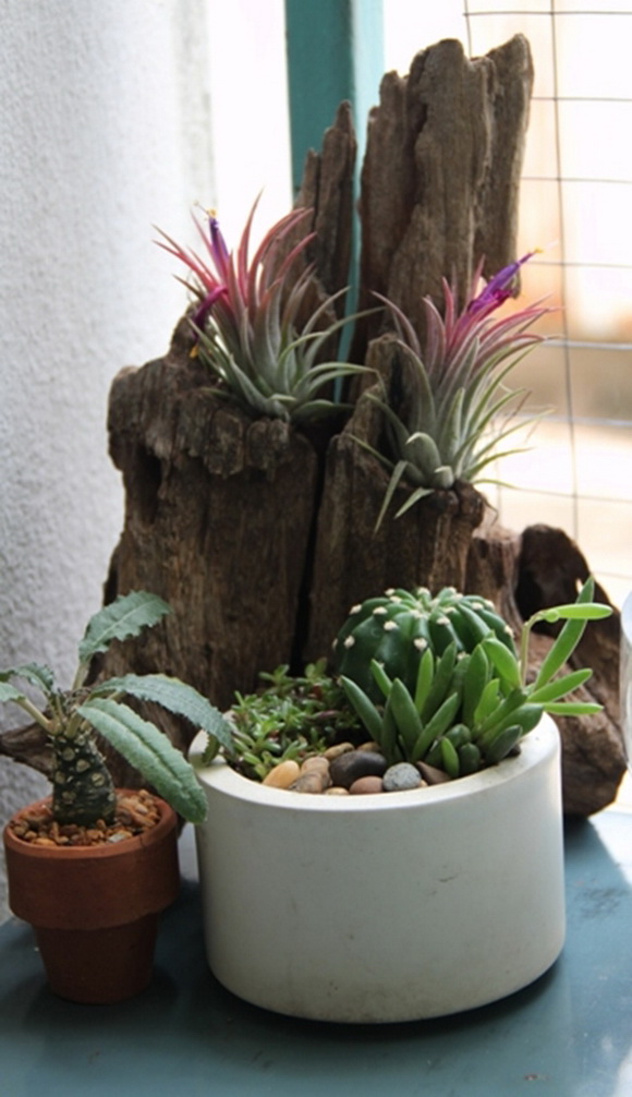 teraarium �ǹ�Ǵ���