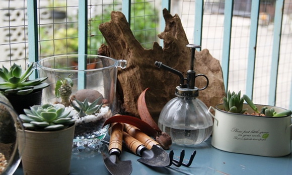 teraarium �ǹ�Ǵ���