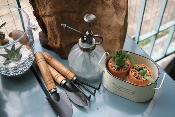 teraarium �ǹ�Ǵ���