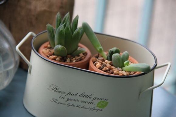 teraarium �ǹ�Ǵ���