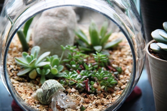 teraarium �ǹ�Ǵ���