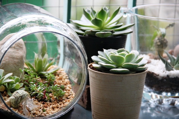 teraarium �ǹ�Ǵ���