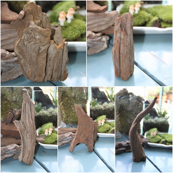 teraarium สวนขวดแก้ว teraarium สวนขวดแก้ว