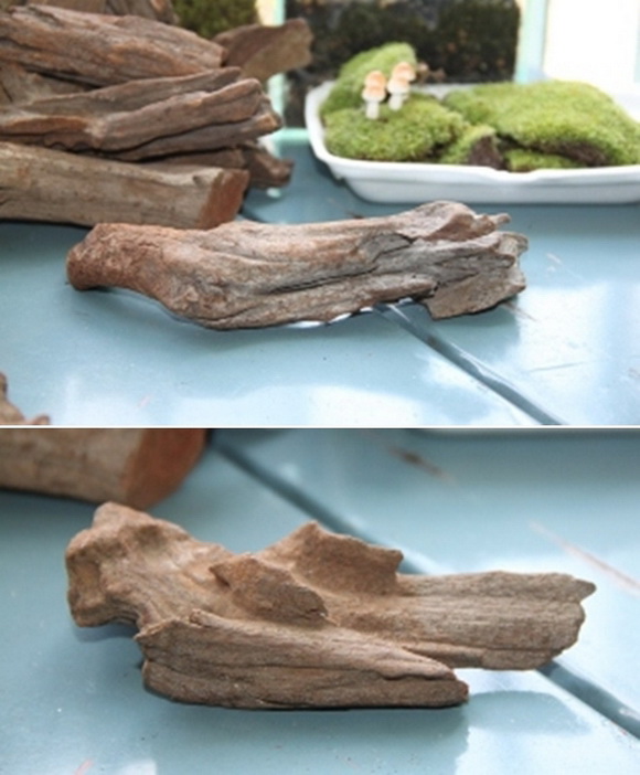 teraarium �ǹ�Ǵ���