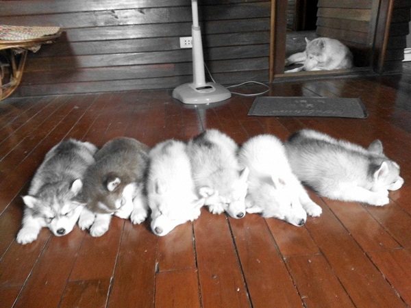 �ҡ��ҹ����������á��ҧ ����Ƿ�����繺�ҹ���������