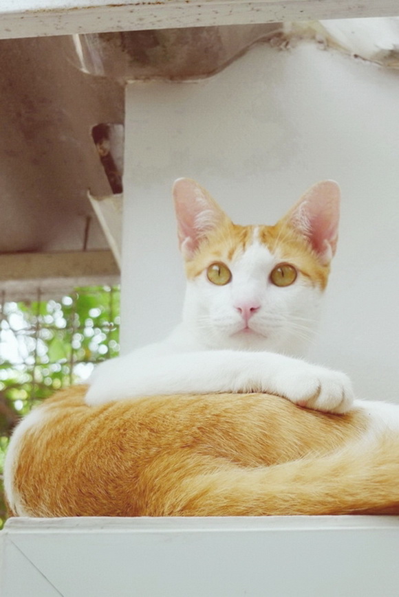  ��Ѻ��ا�ǹ���������� ������ � ��Թ��駤�������