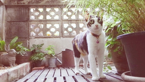  ��Ѻ��ا�ǹ���������� ������ � ��Թ��駤�������