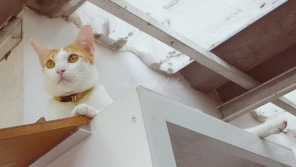  ��Ѻ��ا�ǹ���������� ������ � ��Թ��駤�������