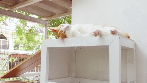  ��Ѻ��ا�ǹ���������� ������ � ��Թ��駤�������