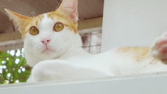  ��Ѻ��ا�ǹ���������� ������ � ��Թ��駤�������