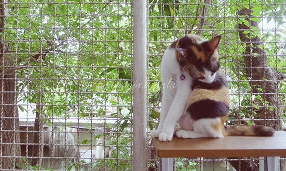  ��Ѻ��ا�ǹ���������� ������ � ��Թ��駤�������