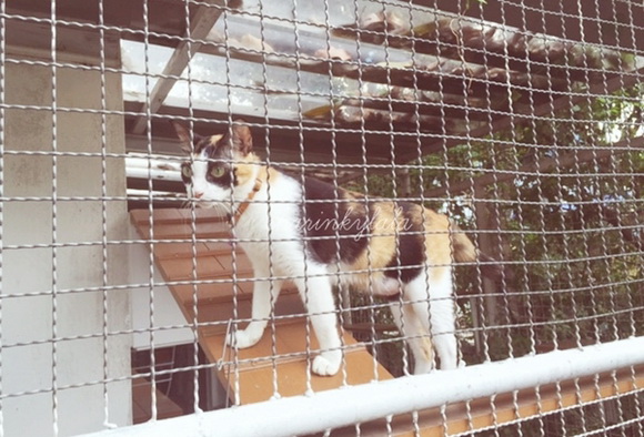  ��Ѻ��ا�ǹ���������� ������ � ��Թ��駤�������