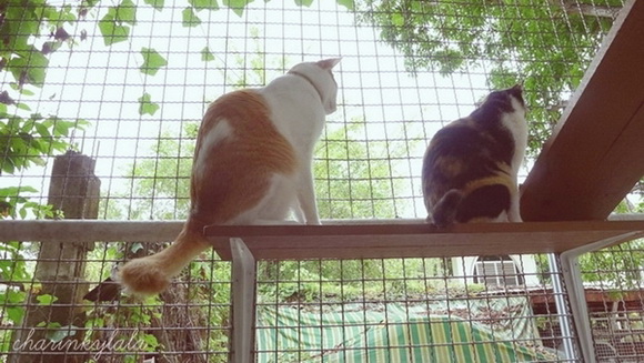  ��Ѻ��ا�ǹ���������� ������ � ��Թ��駤�������