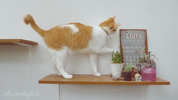  ��Ѻ��ا�ǹ���������� ������ � ��Թ��駤�������