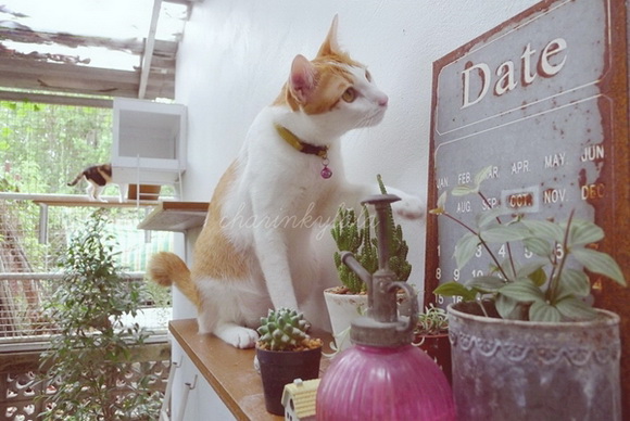  ��Ѻ��ا�ǹ���������� ������ � ��Թ��駤�������