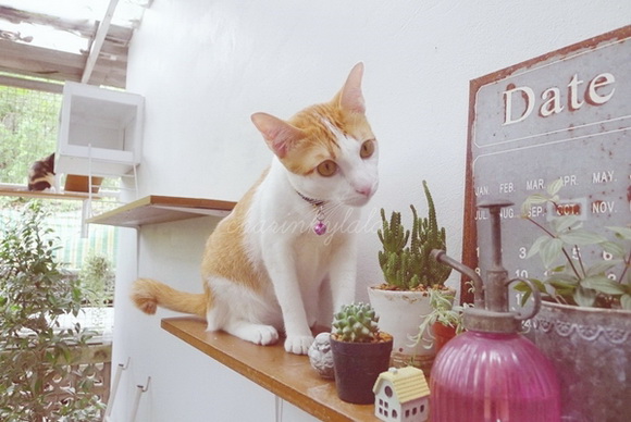  ��Ѻ��ا�ǹ���������� ������ � ��Թ��駤�������