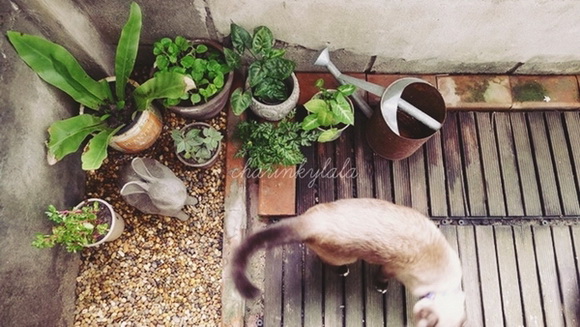  ��Ѻ��ا�ǹ���������� ������ � ��Թ��駤�������