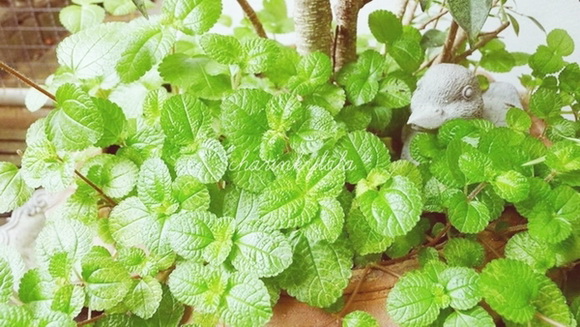  ��Ѻ��ا�ǹ���������� ������ � ��Թ��駤�������