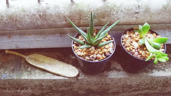  ��Ѻ��ا�ǹ���������� ������ � ��Թ��駤�������